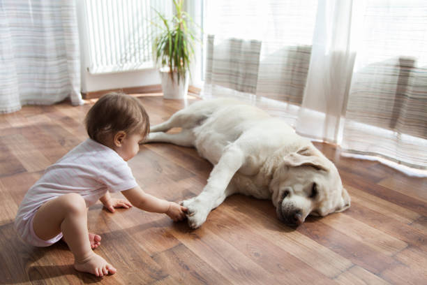 Kid playing with dog | Sackett's Flooring Solutions